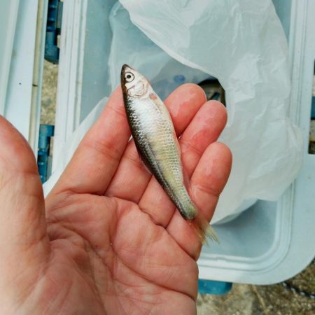 稚鮎釣り