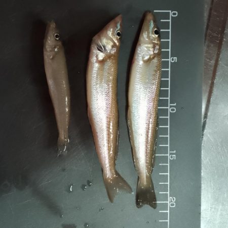 日曜日は駄目よ。