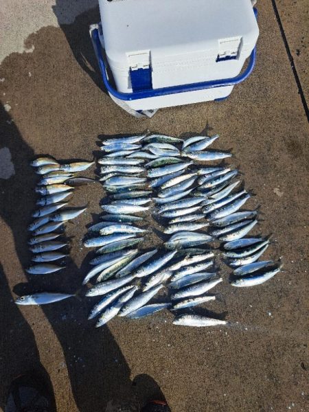 爆釣イワシ釣り