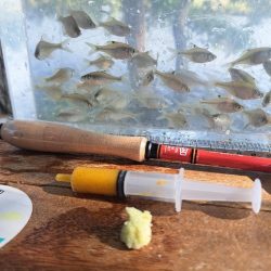 強風のバラタナゴ釣り