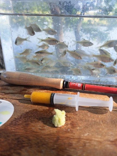 強風のバラタナゴ釣り