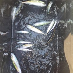 近場の小魚調査