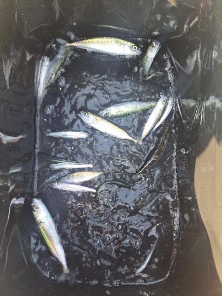 近場の小魚調査