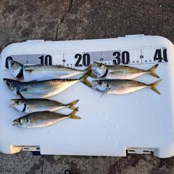 活性低い小アジ釣り