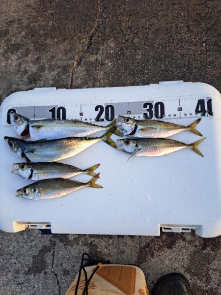 活性低い小アジ釣り