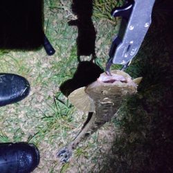 マゴチ、シーバス、チヌ