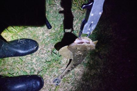 マゴチ、シーバス、チヌ