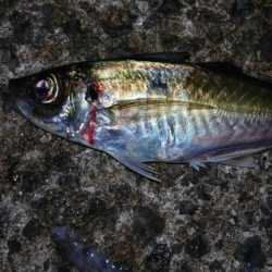 淡路島アジング