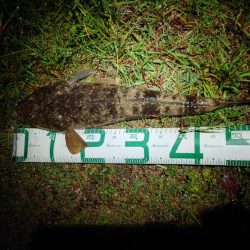 マゴチ、ヒラメ