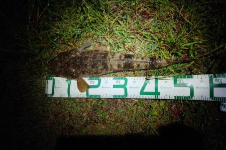 マゴチ、ヒラメ