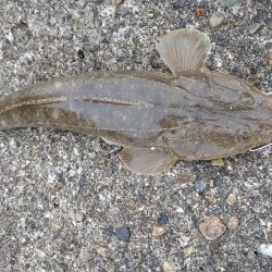 マゴチ1匹、バラシ2