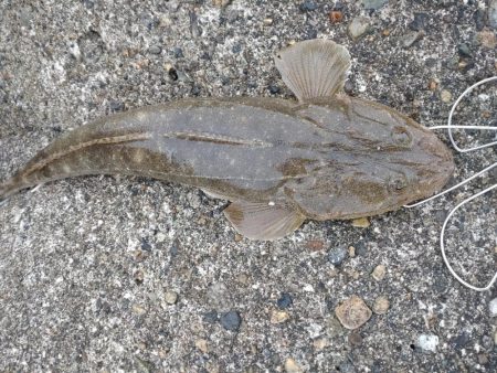 マゴチ1匹、バラシ2