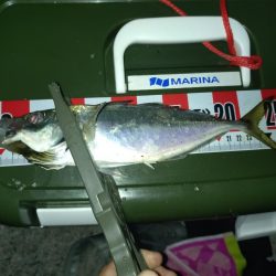 メバリング予定がアジングに…