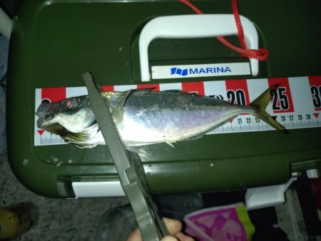 メバリング予定がアジングに…