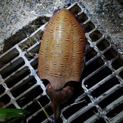 モンゴイカ釣り