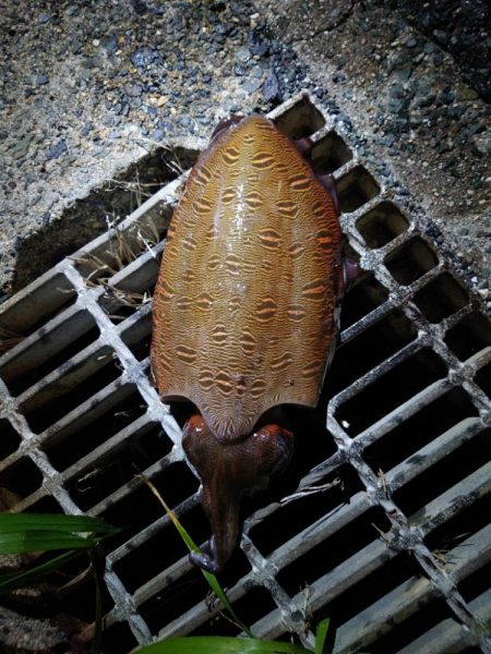 モンゴイカ釣り