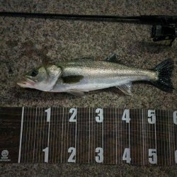 バチパターン継続中