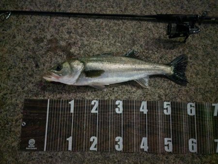 バチパターン継続中