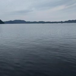 ぼてこ（ガシラ）