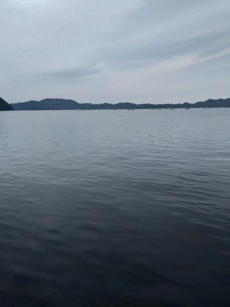 ぼてこ（ガシラ）