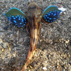 アジが釣れだしましたよ