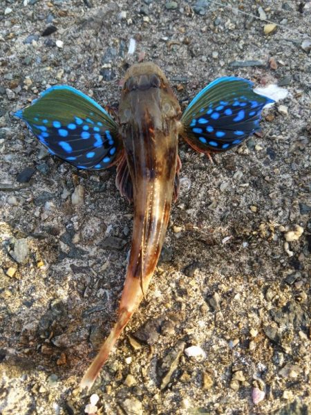 アジが釣れだしましたよ