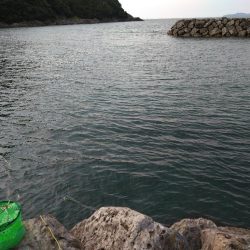 やっぱりガシラ