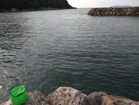 やっぱりガシラ