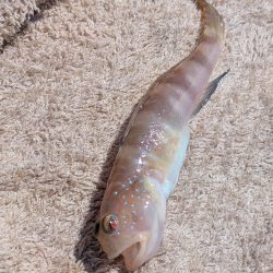 サビキでカタクチイワシ