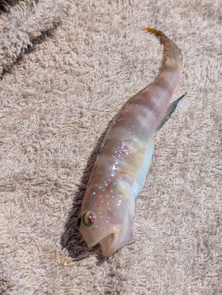 サビキでカタクチイワシ