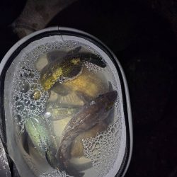 久しぶりの尺メバル