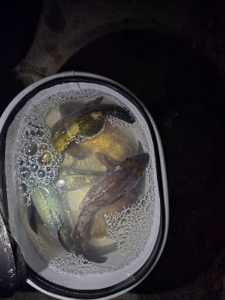 久しぶりの尺メバル