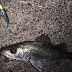 高活性なセイゴ