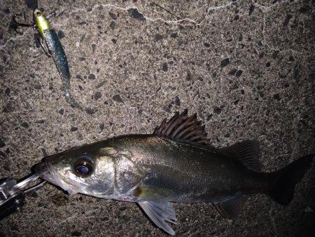 高活性なセイゴ