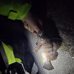 尺メバル届かず