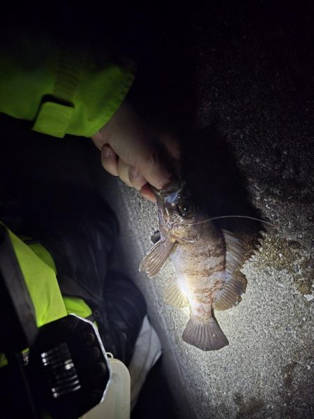 尺メバル届かず