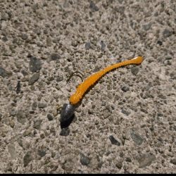 夜の短時間釣行