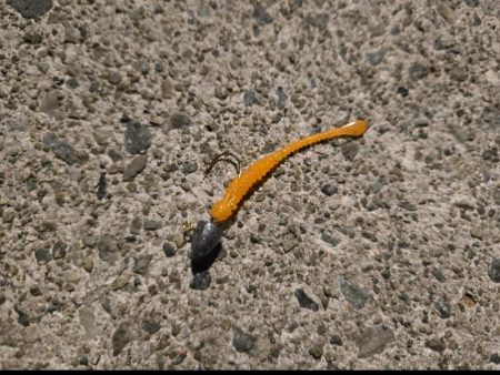 夜の短時間釣行