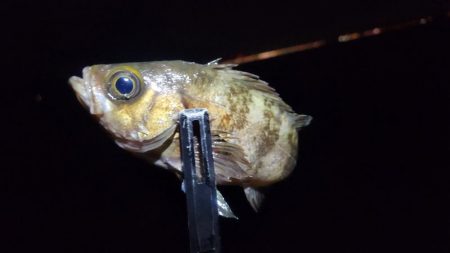 りんくうメバル