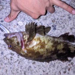 ガシラ爆釣デー