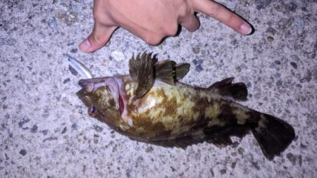 ガシラ爆釣デー