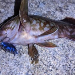 ガシラなんか渋い