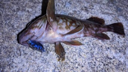 ガシラなんか渋い