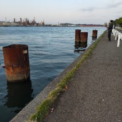 夕マズメの港で