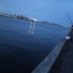 マイワシが接岸