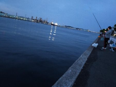 マイワシが接岸