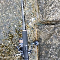 ジグサビキで仔サバ