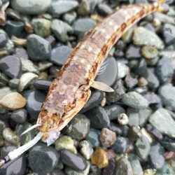 魚影は濃いが…