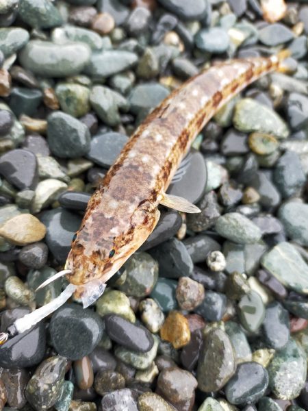 魚影は濃いが…