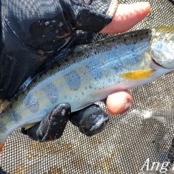 ようやく本流シーズンイン。